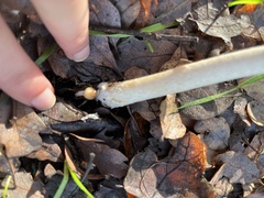 Psathyrella longipes