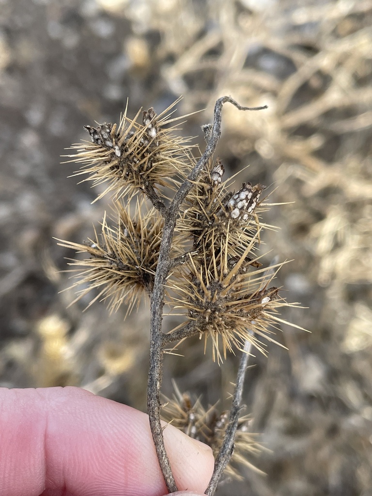 buffalobur from Joe Pool Lake, Grand Prairie, TX, US on January 03
