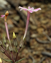 Phlox stansburyi