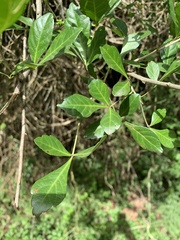 Allophylus decipiens