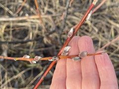 Salix acutifolia