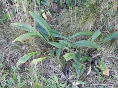 Pulmonaria longifolia