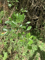 Allophylus decipiens