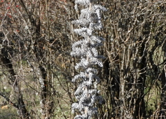 Echium boissieri