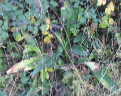 Pulmonaria longifolia