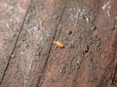 Entomobrya atrocincta