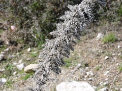 Echium boissieri