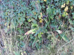 Pulmonaria longifolia