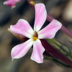 Phlox stansburyi