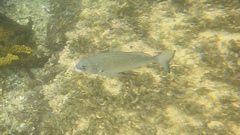 Acanthopagrus australis