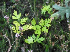 Erica vagans
