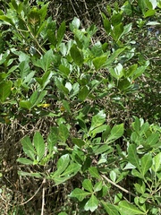 Allophylus decipiens