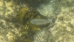 Acanthopagrus australis