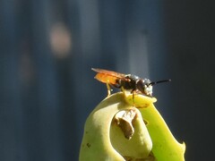 Philanthus triangulum