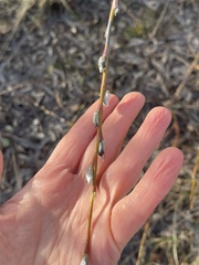 Salix acutifolia