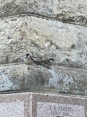 Passer domesticus