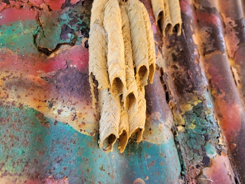 Organ pipe mud dauber