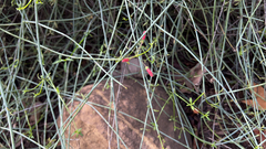 Gambelia juncea