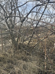 Salix acutifolia