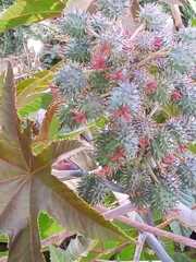 Ricinus communis