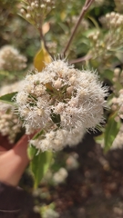 Ageratina glabrata