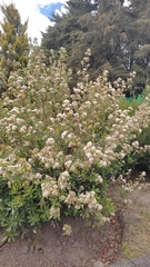 Ageratina glabrata