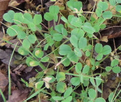 Medicago minima