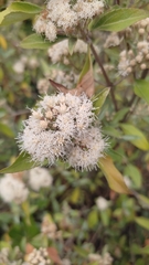 Ageratina glabrata