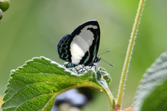 Psychonotis caelius
