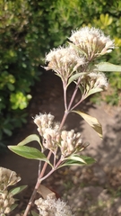 Ageratina glabrata