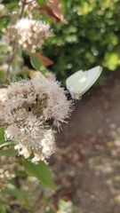 Ageratina glabrata