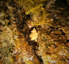 Phasianella ventricosa
