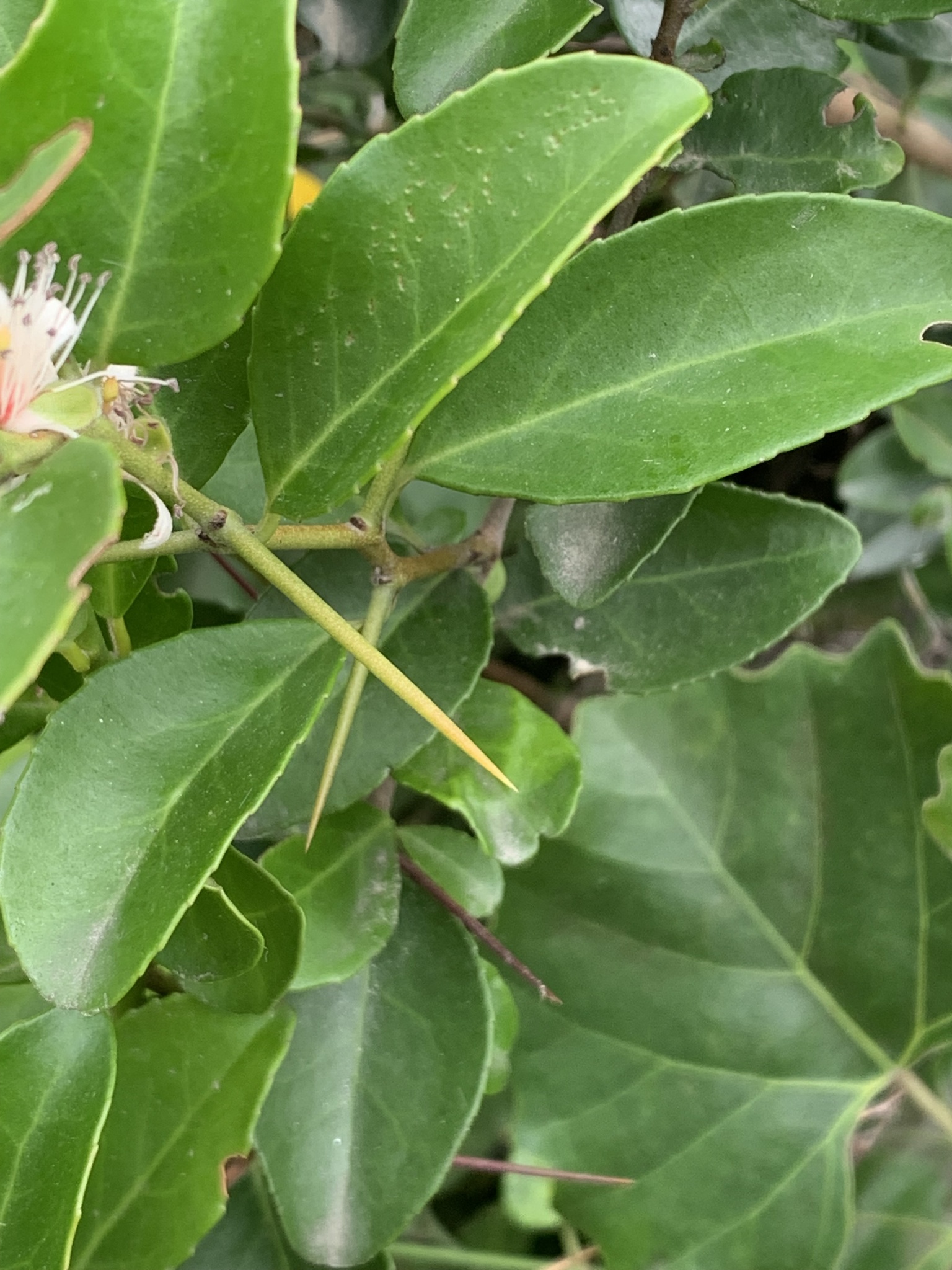 Capparis L.