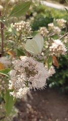 Ageratina glabrata