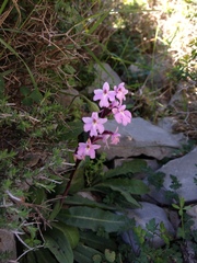 Orchis quadripunctata