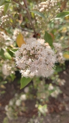 Ageratina glabrata