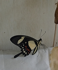 Heraclides torquatus