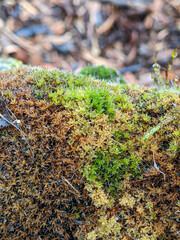 Syntrichia montana montana