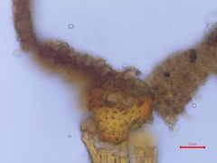 Syntrichia montana montana