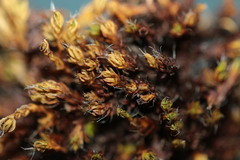 Syntrichia montana montana