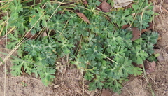 Callirhoe involucrata