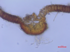 Syntrichia montana montana