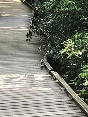 Sericornis frontalis