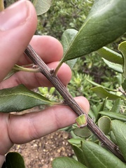 Comarostaphylis diversifolia planifolia