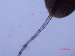 Syntrichia montana montana
