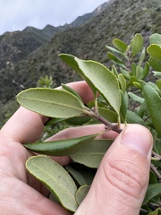 Comarostaphylis diversifolia planifolia