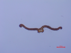 Syntrichia montana montana