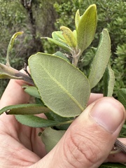 Comarostaphylis diversifolia planifolia