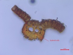 Syntrichia montana montana