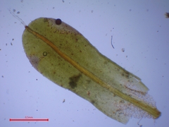Syntrichia montana montana